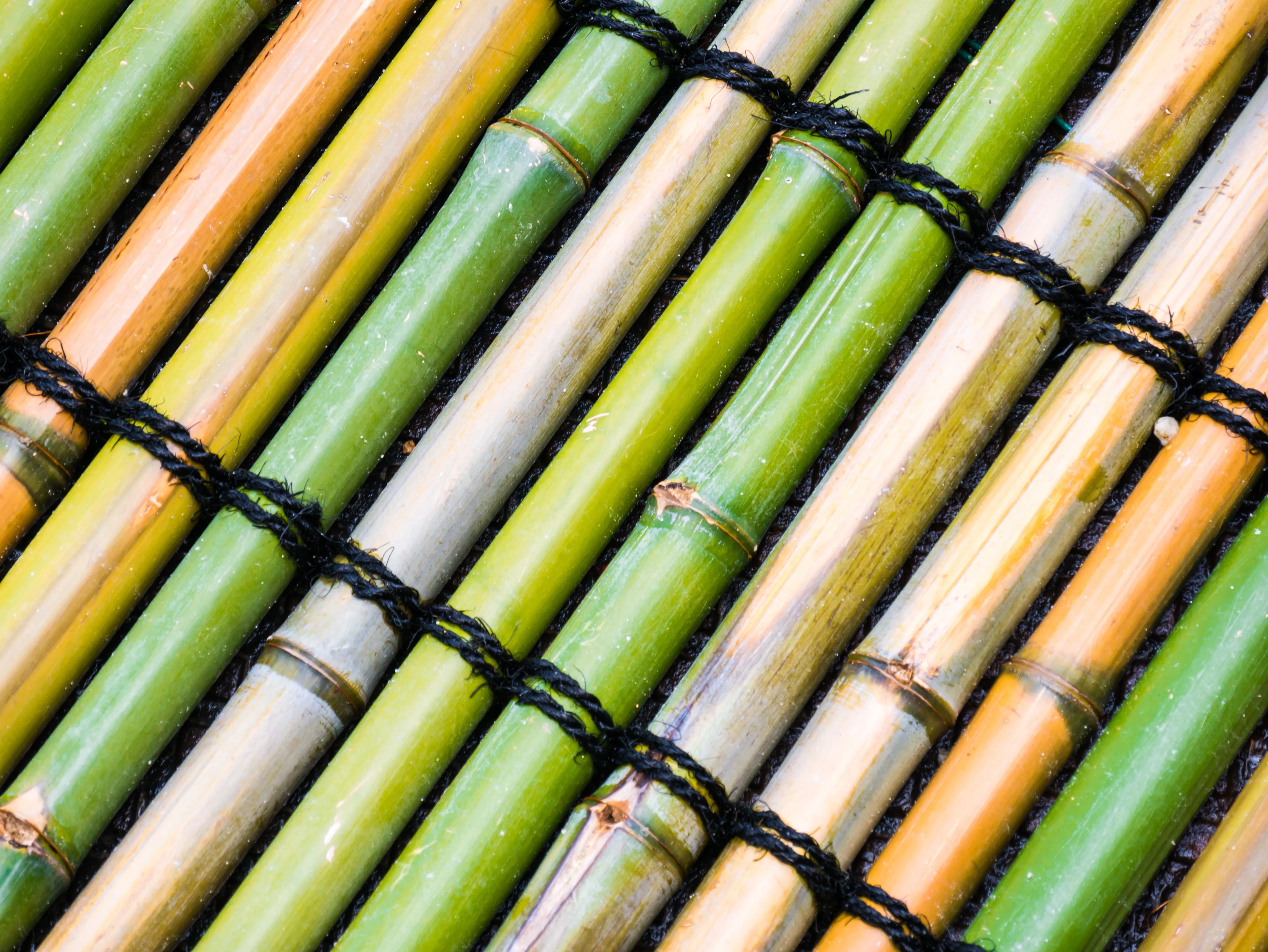 Top Rated Bamboo Removal Services In The South East